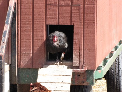 a chicken coming out of the henhouse
