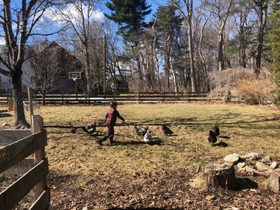 Elijah chasing the chickens with a stick