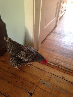 a hen in the living room