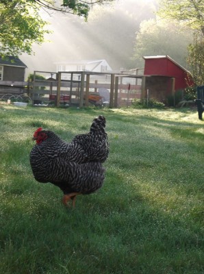 a chicken in the dewey grass and morning sun, coop in background