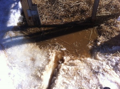 a pool of brown water around the door to the chicken coop