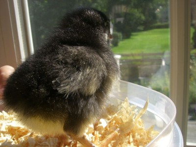 chicken looking out the window towards the yard