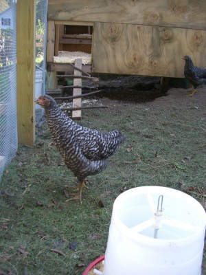 chicken outside coop