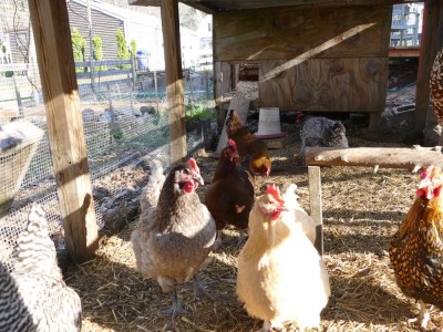 our chickens in their coop