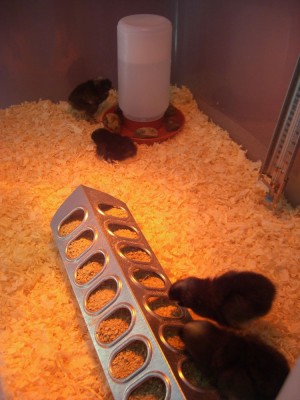 4 chickens inside their house