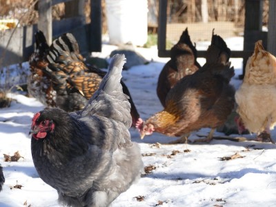 chickens out and about in a little bit of snow