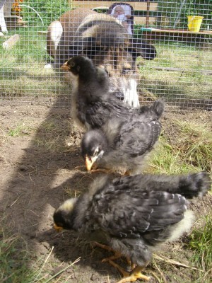 chicks under rascal guard