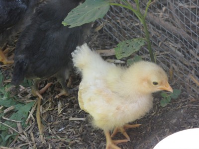 the new chicks in their new outdoor run