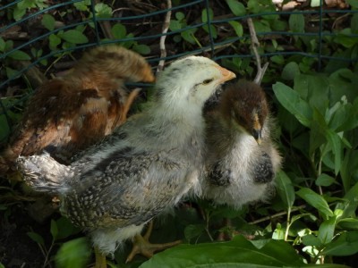 partially fledged chicks among sun-dappled weeds