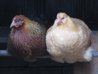 two hens sitting on a pole