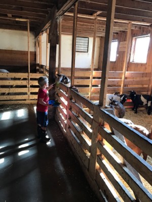Zion feeding goats at Chip-In Farm