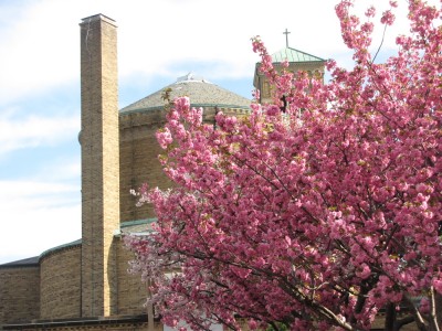 pink flowers on the trees at church