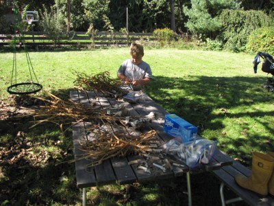 Harvey cleaning garlic at the picnic table