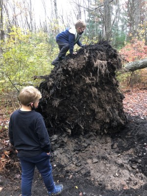 Lijah climbing the roots of a new-fallen tree
