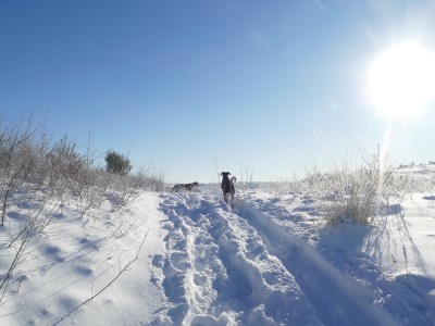 the dogs going up a snowy hill on a sunny day