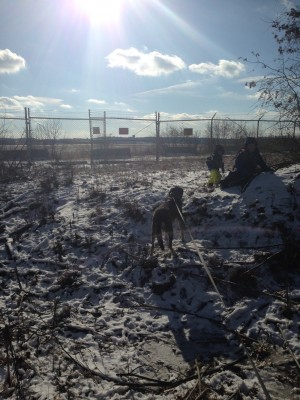 Harvey, Zion, and Rascal on the frozen tundra by the edge of the airport