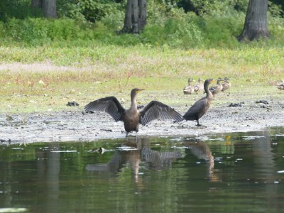 cormorants, one spreading its wings, standing on the mud