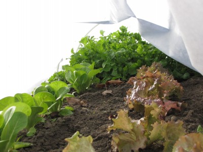 lettuce and arugula under a row-cover tunnel