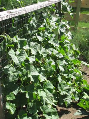 cucumbers growing up the wood and wire trellis