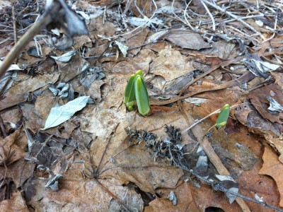 daffodil tips poking up through dead leaves in the garden