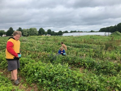 the boys in the strawberry fields at Farmer Dave's
