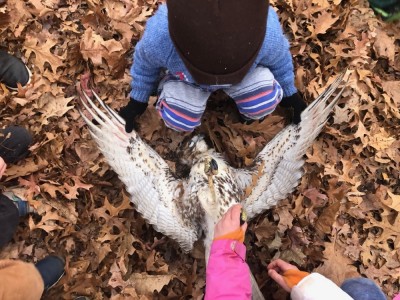 kids examining a dead hawk on the ground