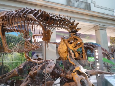 a skeleton T-rex biting a skeleton tricerotops