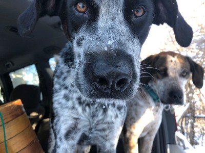 the puppies in the back of the van after a walk with icy chins