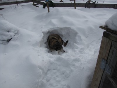 Rascal in a hole he dug in the snow