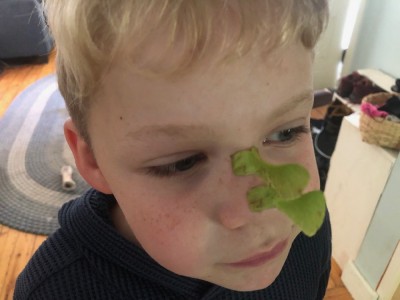 Zion with two maple tree seeds stuck to his nose