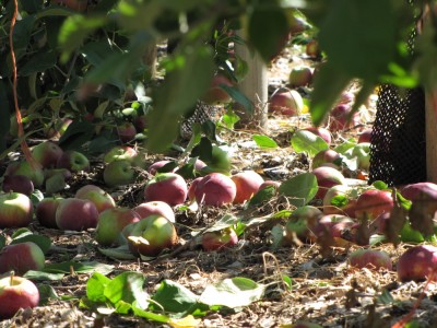 many apples on the ground under the trees
