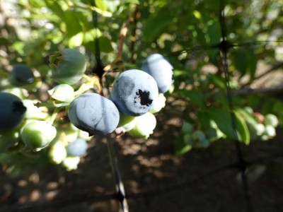 closeup of just-ripe blueberries