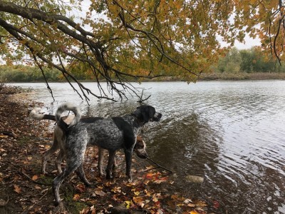 the dogs at the Concord River under yellow leaves