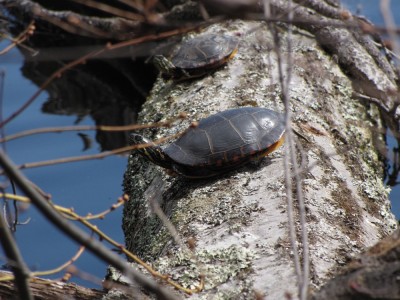 a pair of turtles basking on a log