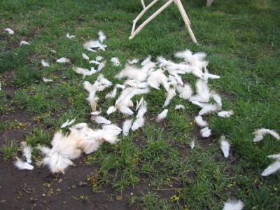 a lot of feathers on the grass