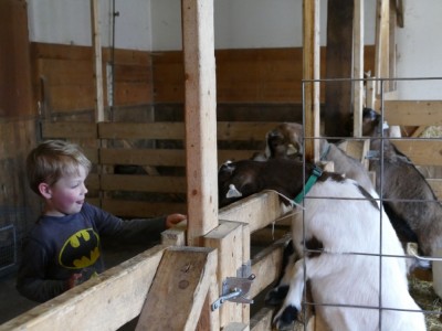 Zion feeding some goats