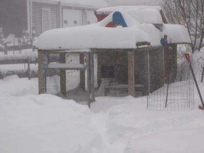 the snow-covered coop after the first blizzard of the winter