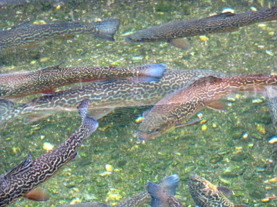 some of the trout swimming