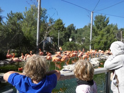 Zion, Elijah, and Leah looking at a crowd of flamingos