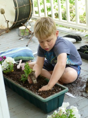 Zion planting petunias in a flower box