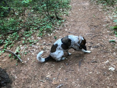 Scout biting at his leg in the woods