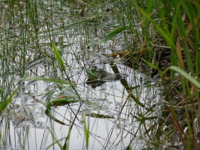 a frog in the pond