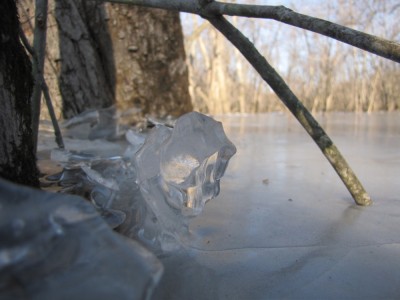 ice around a tree trunk