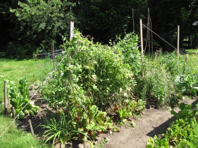the garden in mid-July