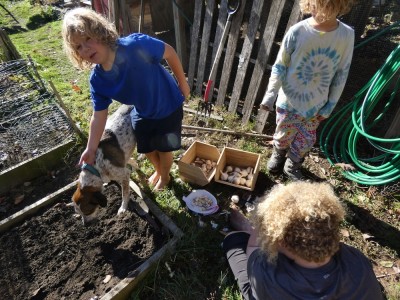 the boys opening garlic bulbs to plant, Scout stepping on the beds