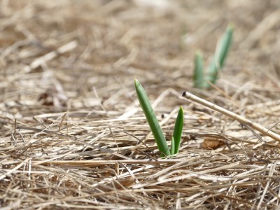 garlic shoots emerging from straw mulch
