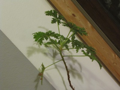 a branch of the geranium touching the ceiling