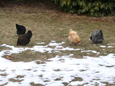the chickens in the grass at the edge of the snow