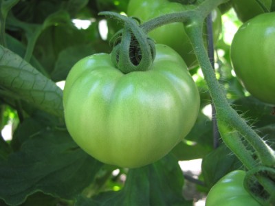 a green Early Girl tomato