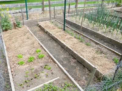 baby greens and peas in their beds